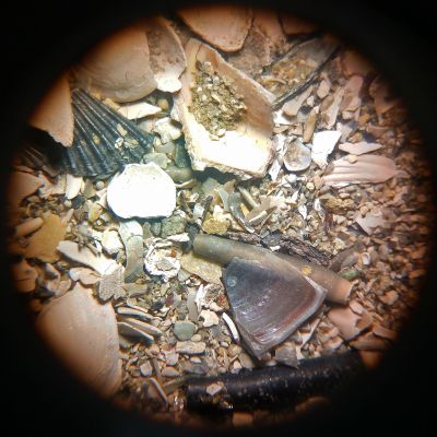 laboratorio-sabbia-fossilifera