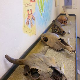 sala-gialla-crani
